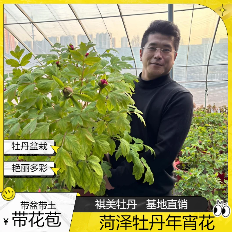 国色芳华同款 大冠幅老盆养牡丹年宵花 菏泽基地直发（褀美牡丹）