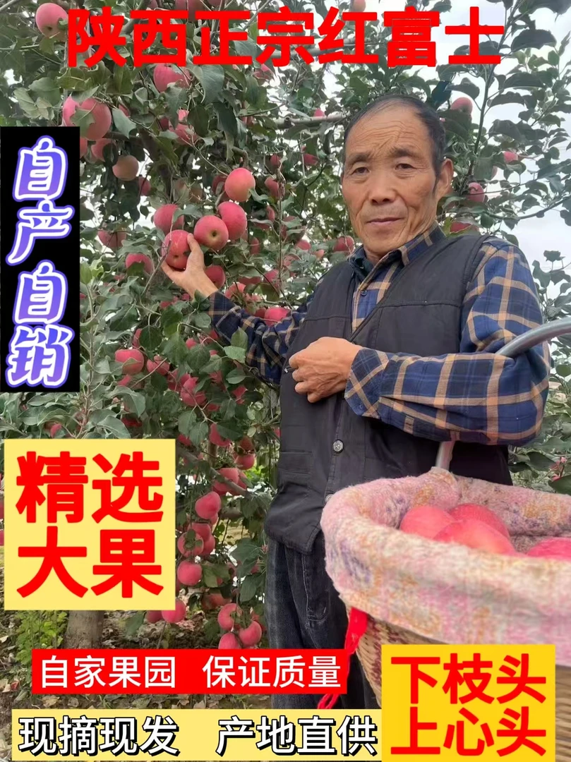 头茬正宗陕西红富士苹果新鲜现摘脆甜多汁当季应季水果