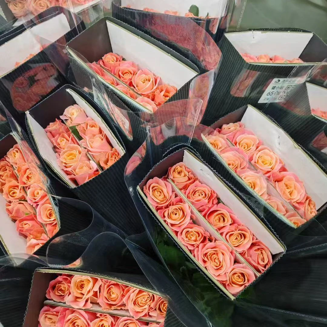 无土栽培鲜切花朱小姐玫瑰60枝