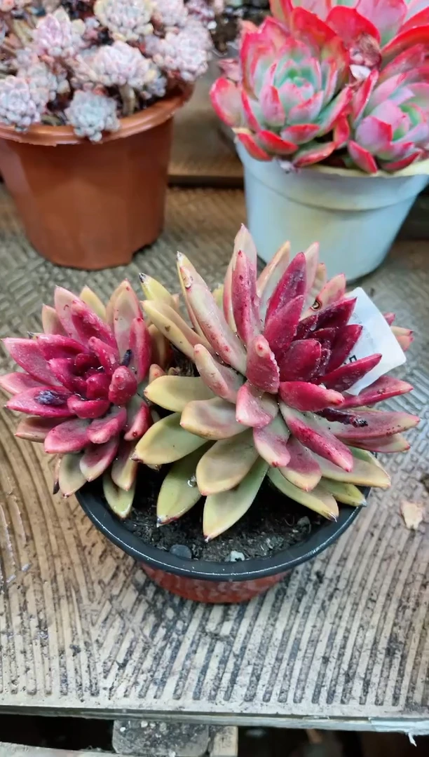 【闪购商品】20058