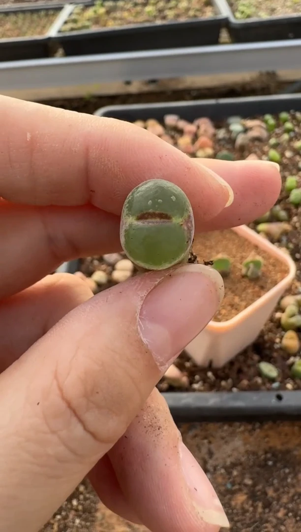 【闪购商品】7-450