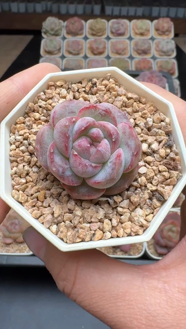 【闪购商品】571E号一物一拍多肉花卉植物3颗起发