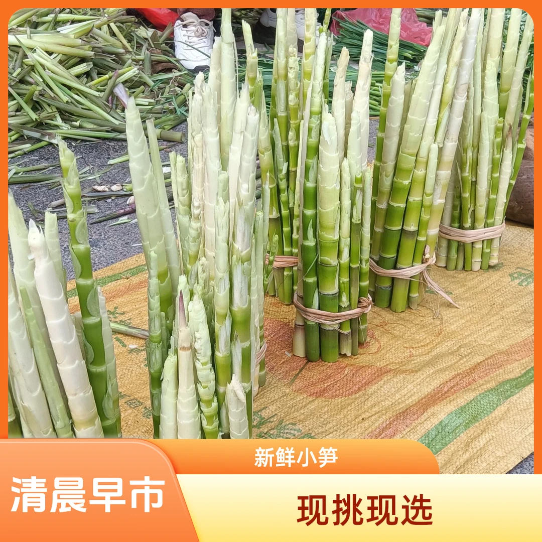 【清晨早市】江西新鲜带壳野生小竹笋农家甜笋子嫩尖