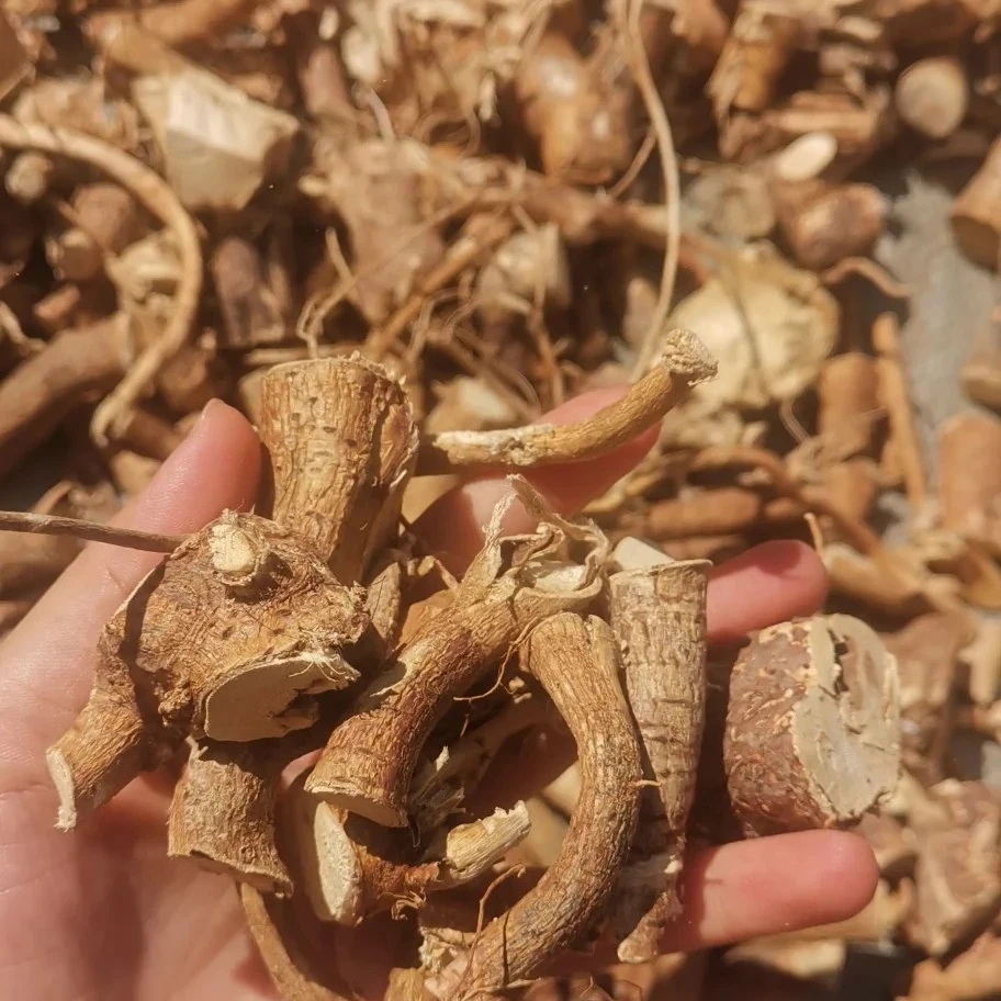 A山上野生五指毛桃无熏硫