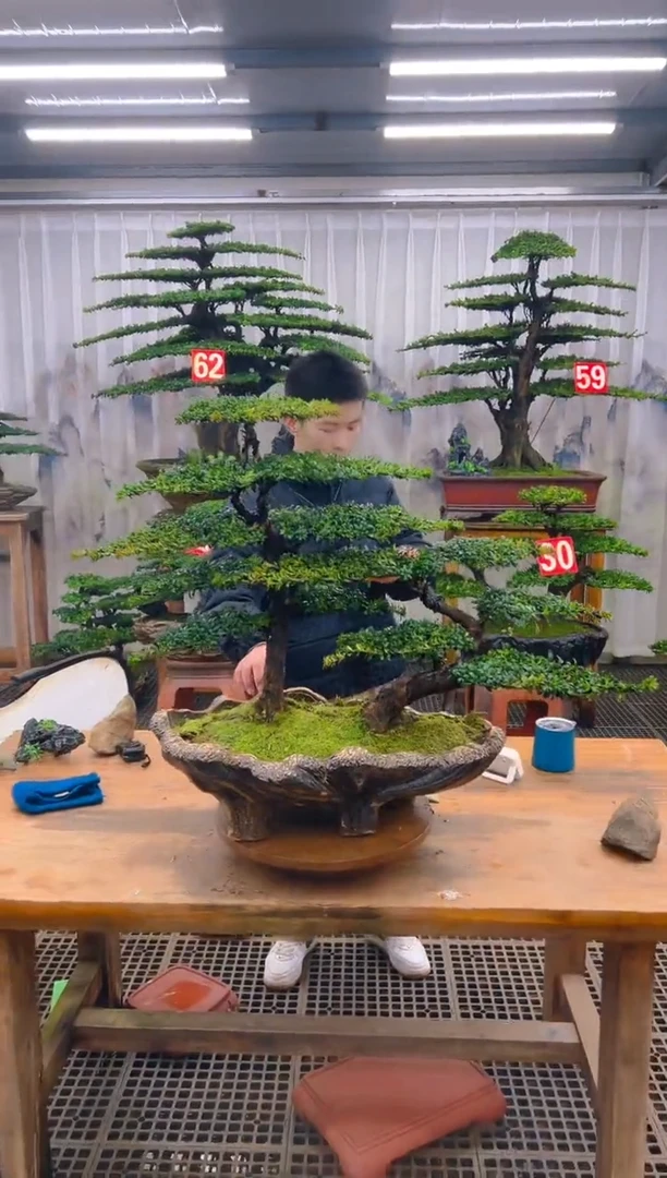 无花朵精品盆景直播间一物一拍