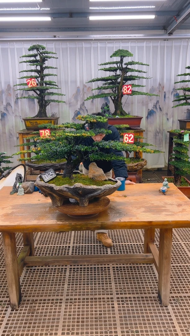 无花朵精品盆景直播间一物一拍