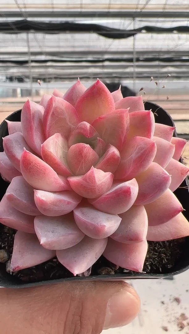 【闪购商品】月露-3