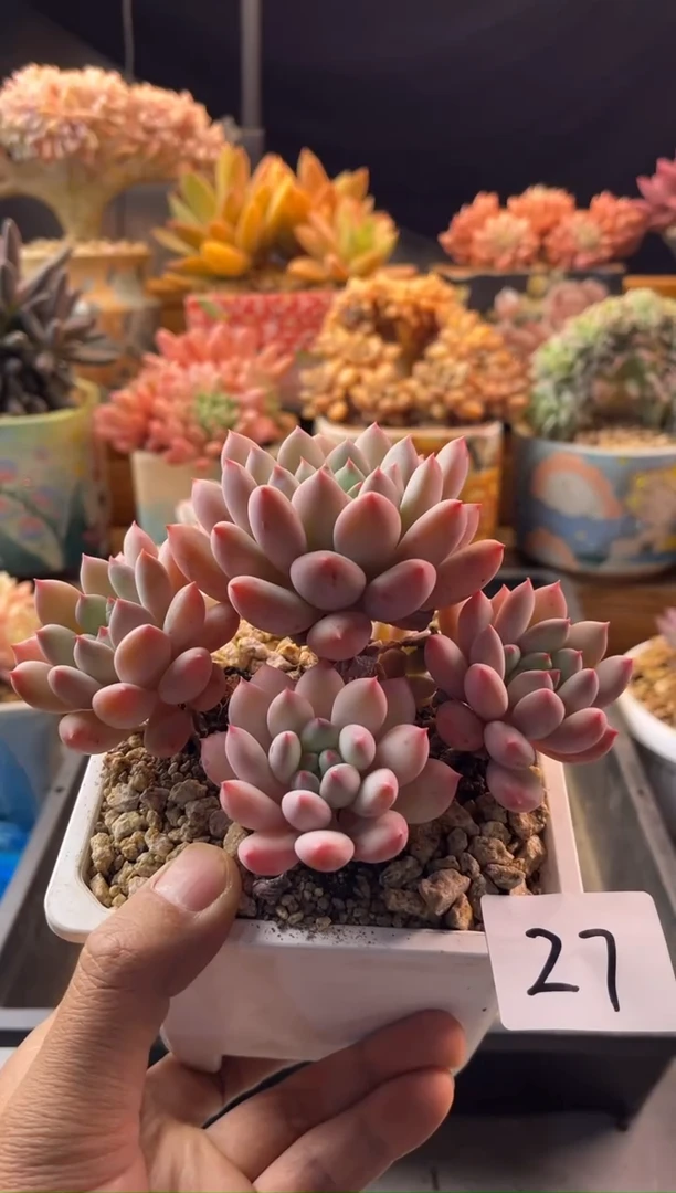 12.12-27新品美人111111