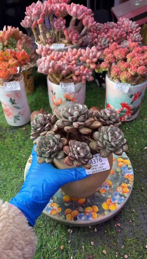 昆明印象多肉4376
