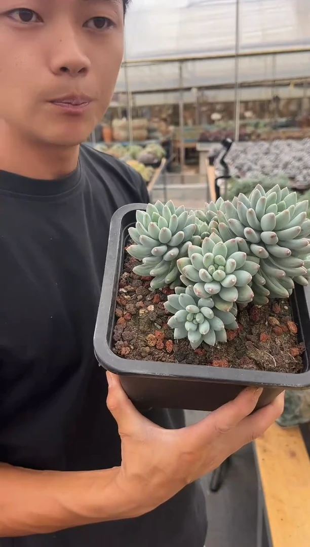 星月菩提