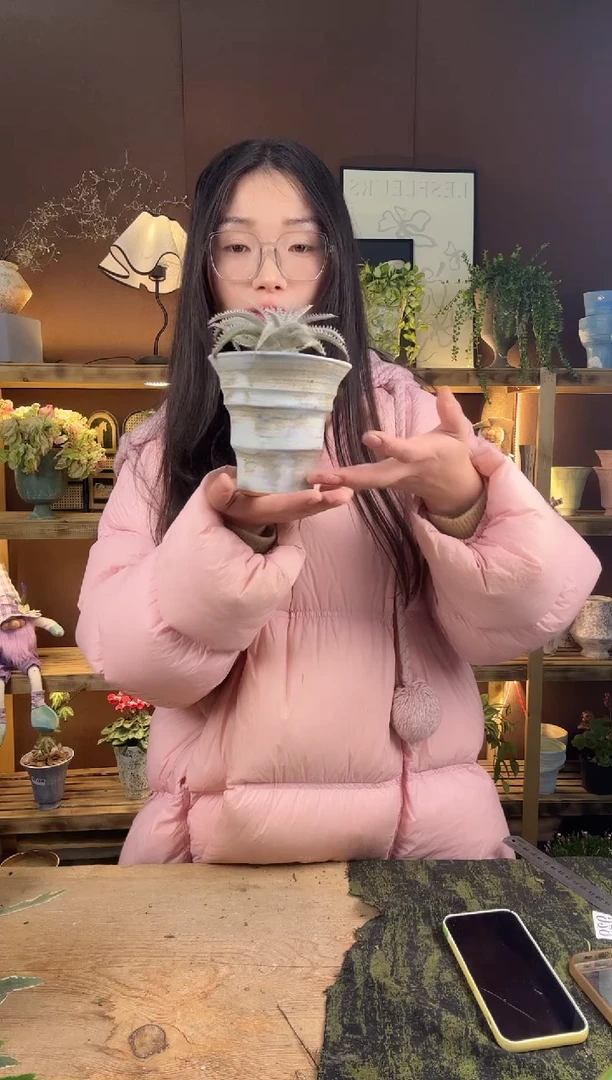 以实际为准沙漠凤梨加盆一套