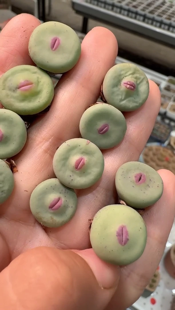 220多肉植物肉锥dows嘴一颗
