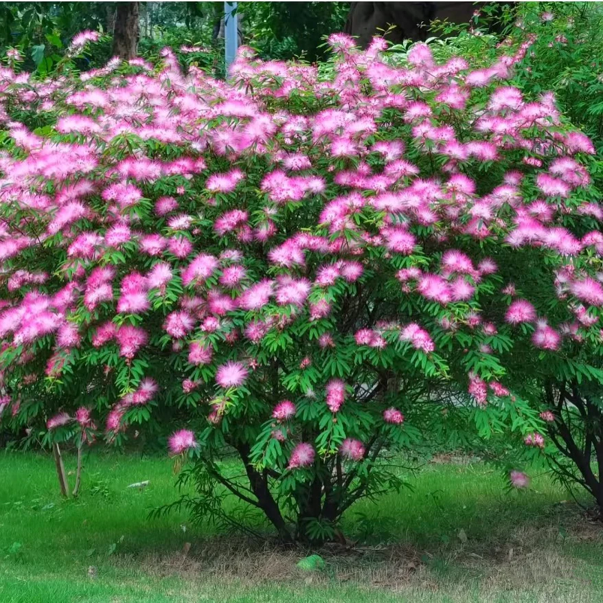 香水合欢造型，一树成景，于岁月中雕琢，在时光里沉淀！
