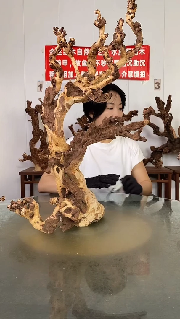 香榧木西*君金丝红木   羊蹄甲