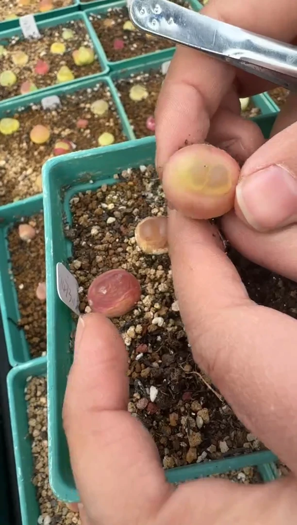 【闪购商品】5-63.