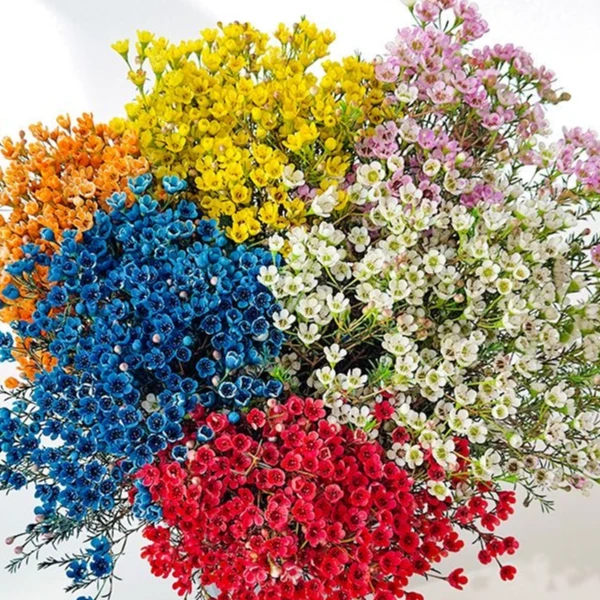 诗晚印象【澳洲腊梅】精选鲜切花云南基地直发花期长