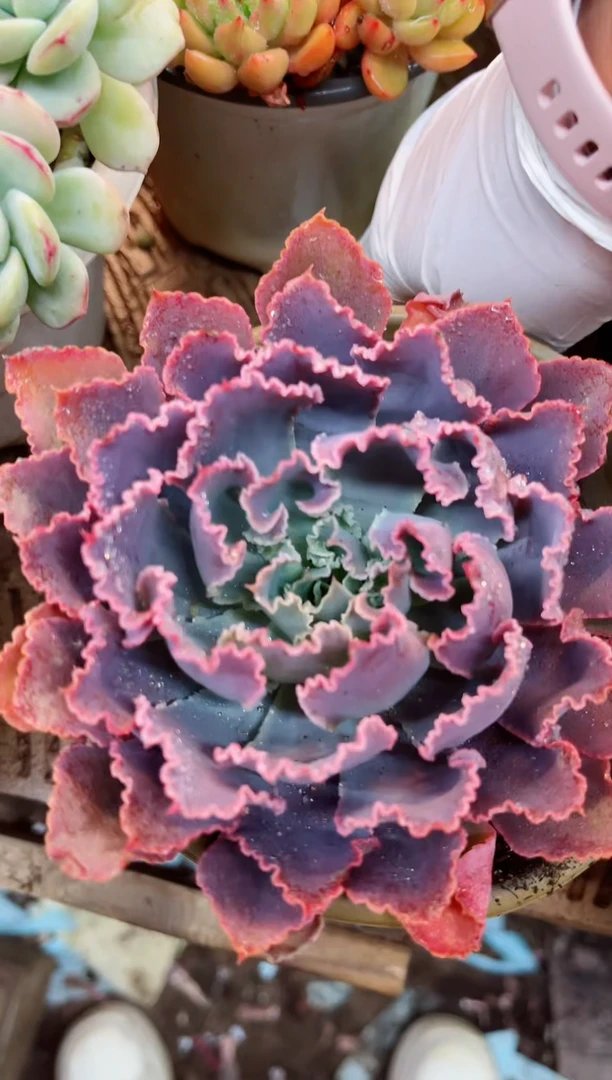 【闪购商品】03139