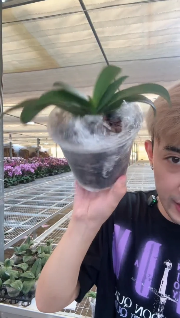 无花朵超超超稀缺【黄花猫迷你蝴蝶兰】新苗3.8寸