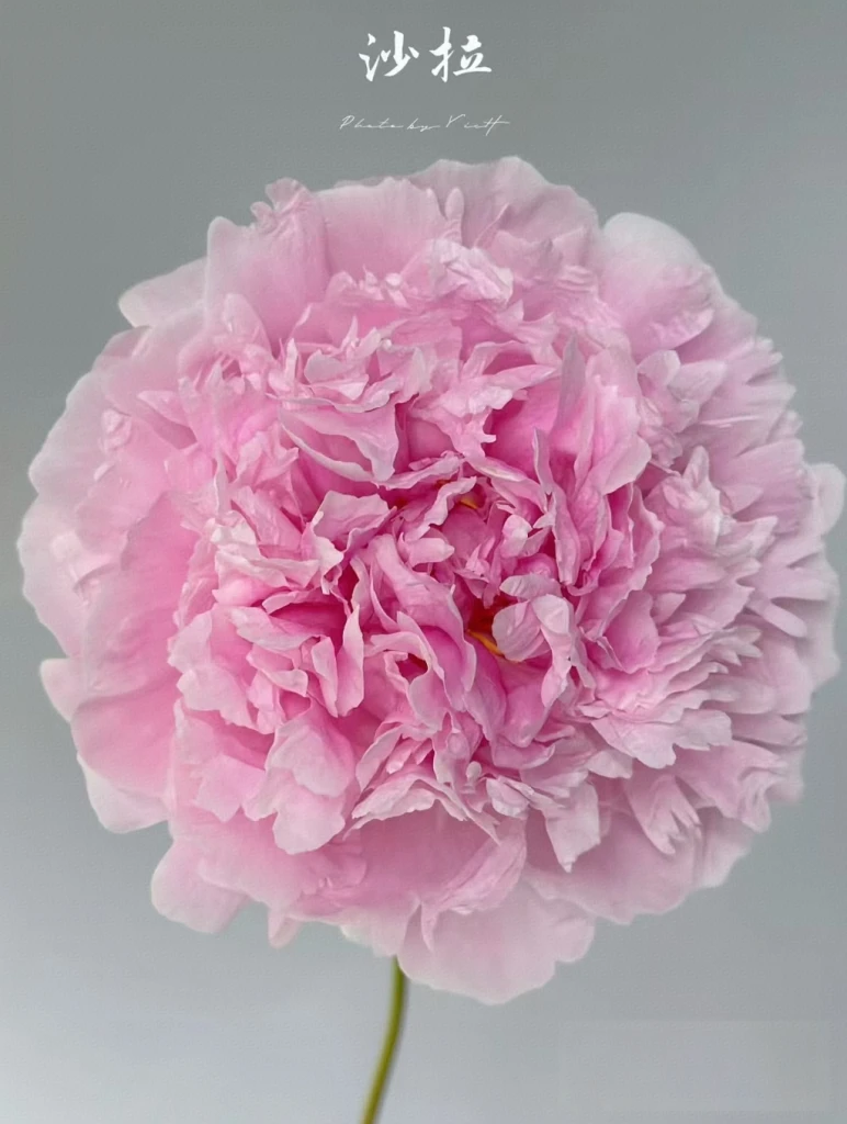 预售《沙拉优选》菏泽基地直发粉色观赏芍药苗盆栽地载（秋季发货）