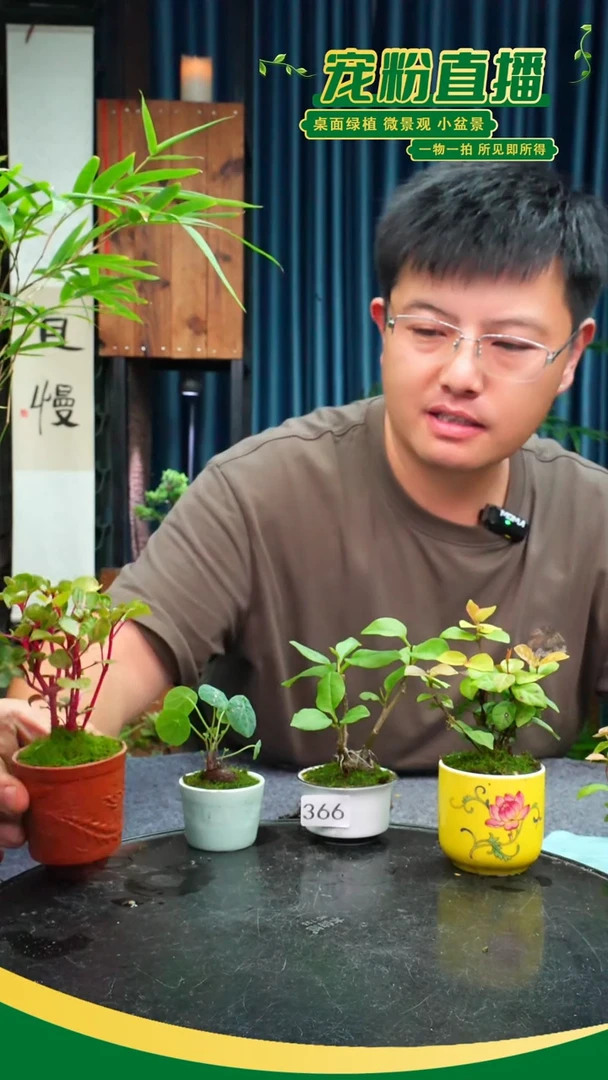 无花朵9苔藓微景观366号