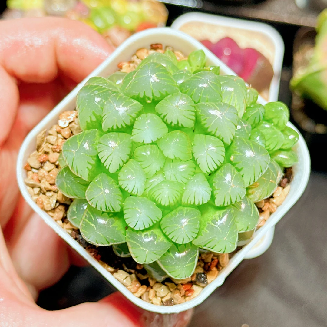 糯姬玉露1颗（满16包邮） 十二卷玉露 透窗 多肉植物发货
