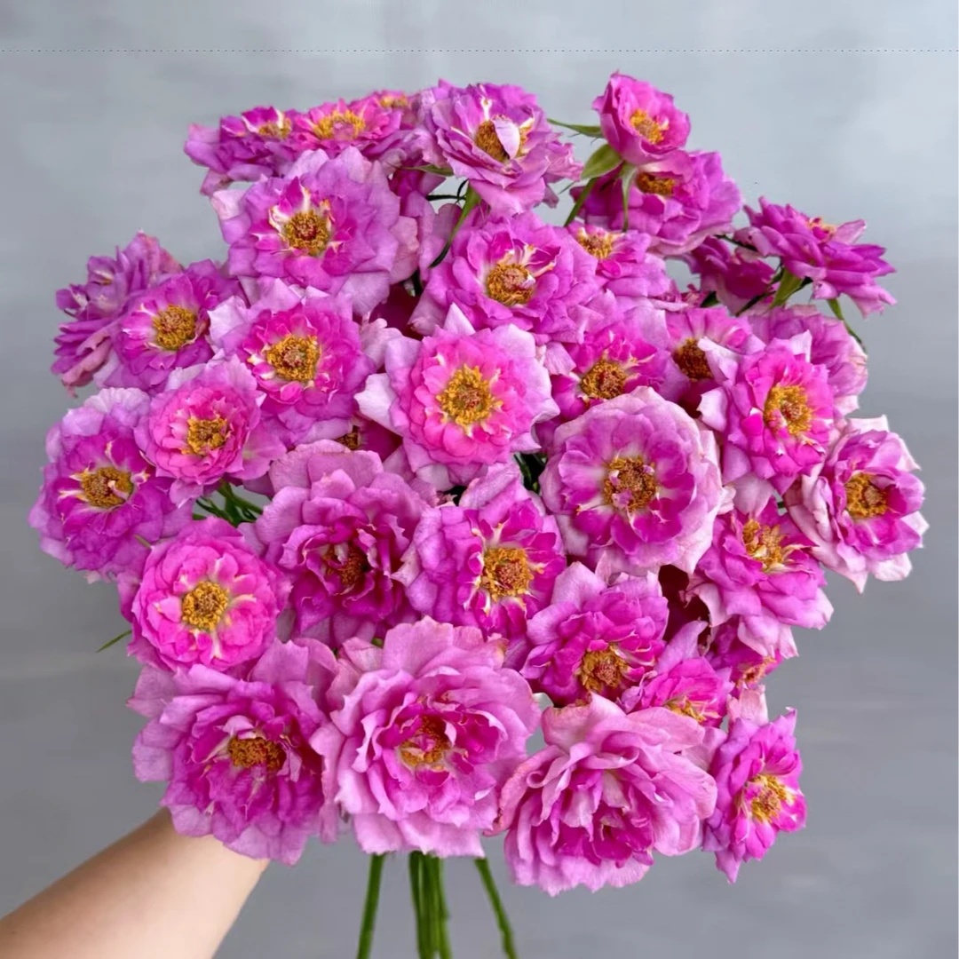 【独鬏鬏优选】云南鲜花 [藤姬睡裙] 多头玫瑰 顺丰直发