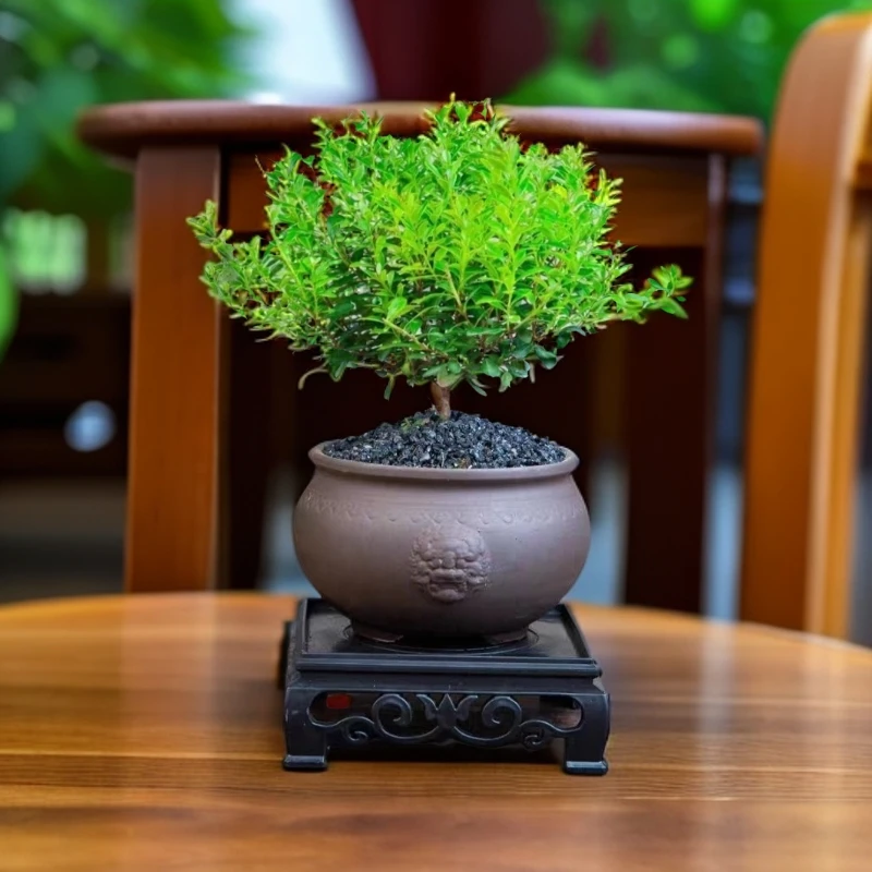 【桌面小盆栽】小叶赤楠绿植盆景四季常青净化空气茶台小摆件新中式