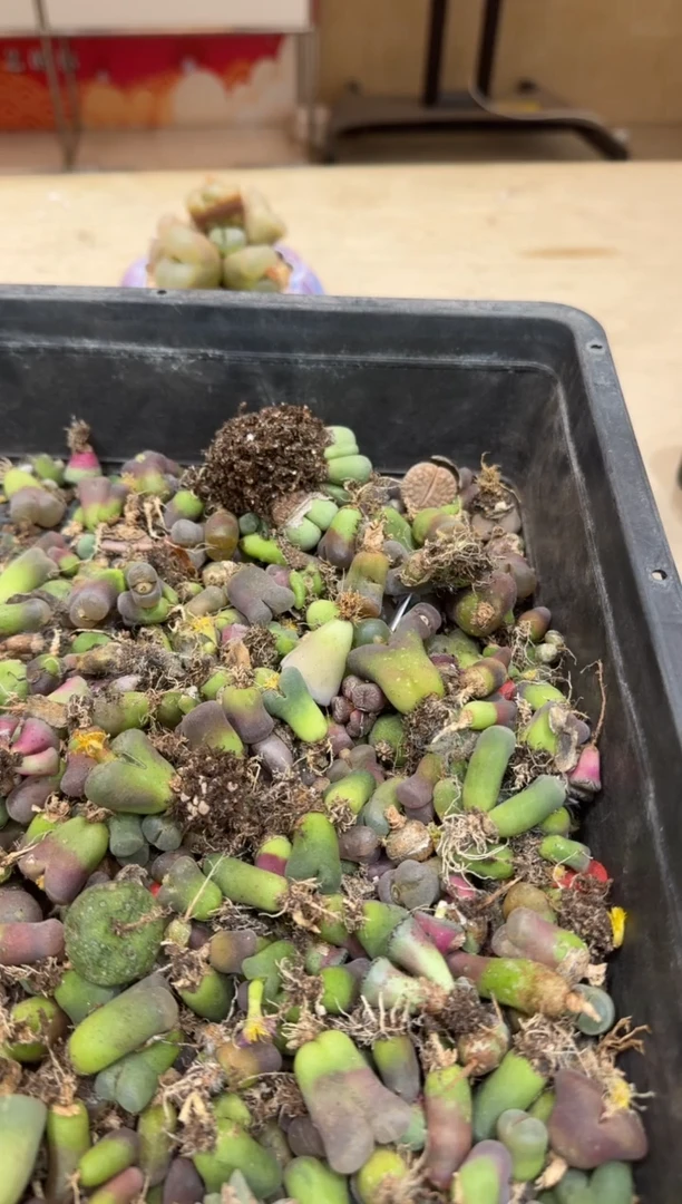 6-52多肉植物肉锥一颗