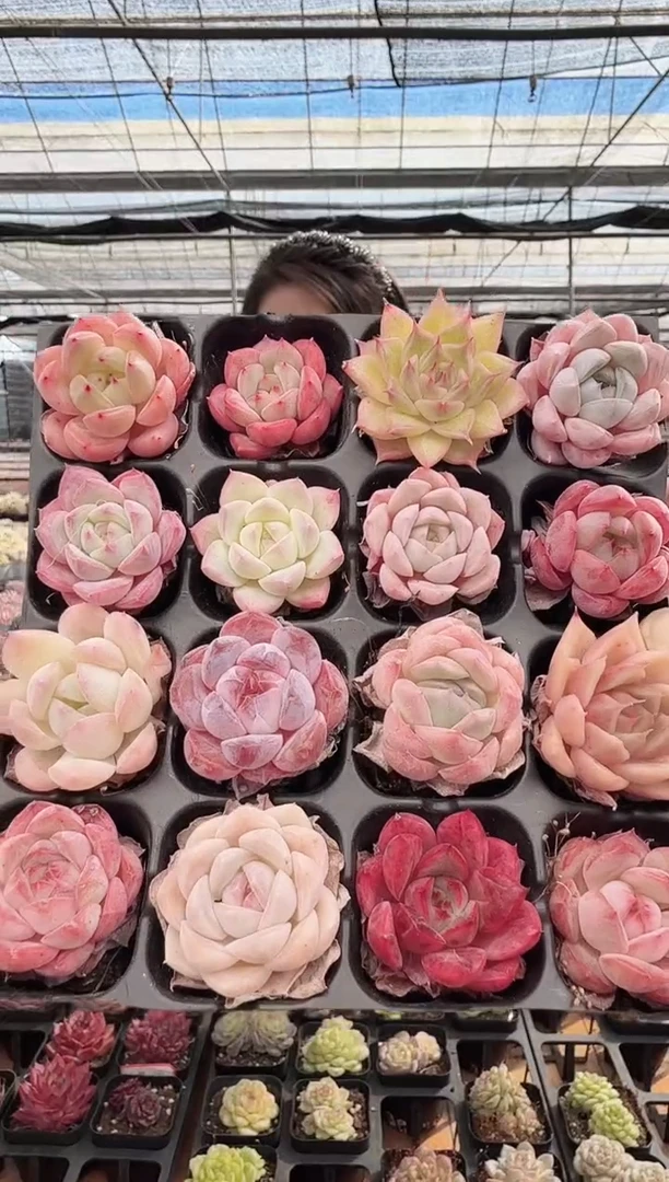 东云多肉园新款-154