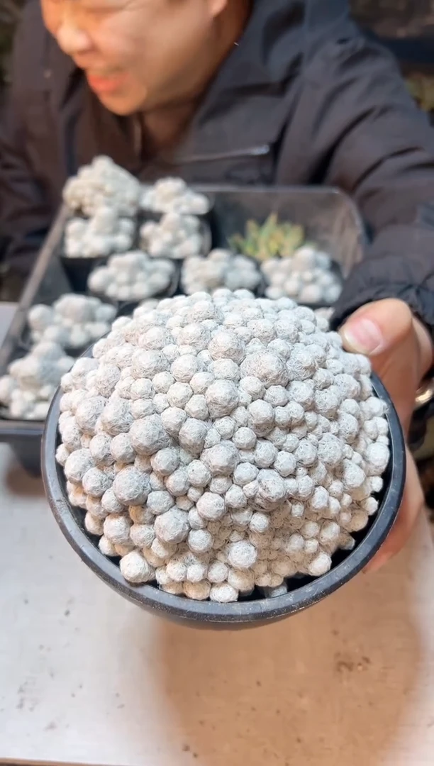 【闪购商品】19号大姬春星13公分