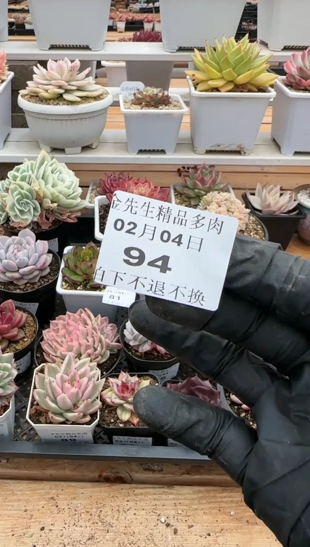 【闪购商品】0204-94多肉8颗（云起专拍）