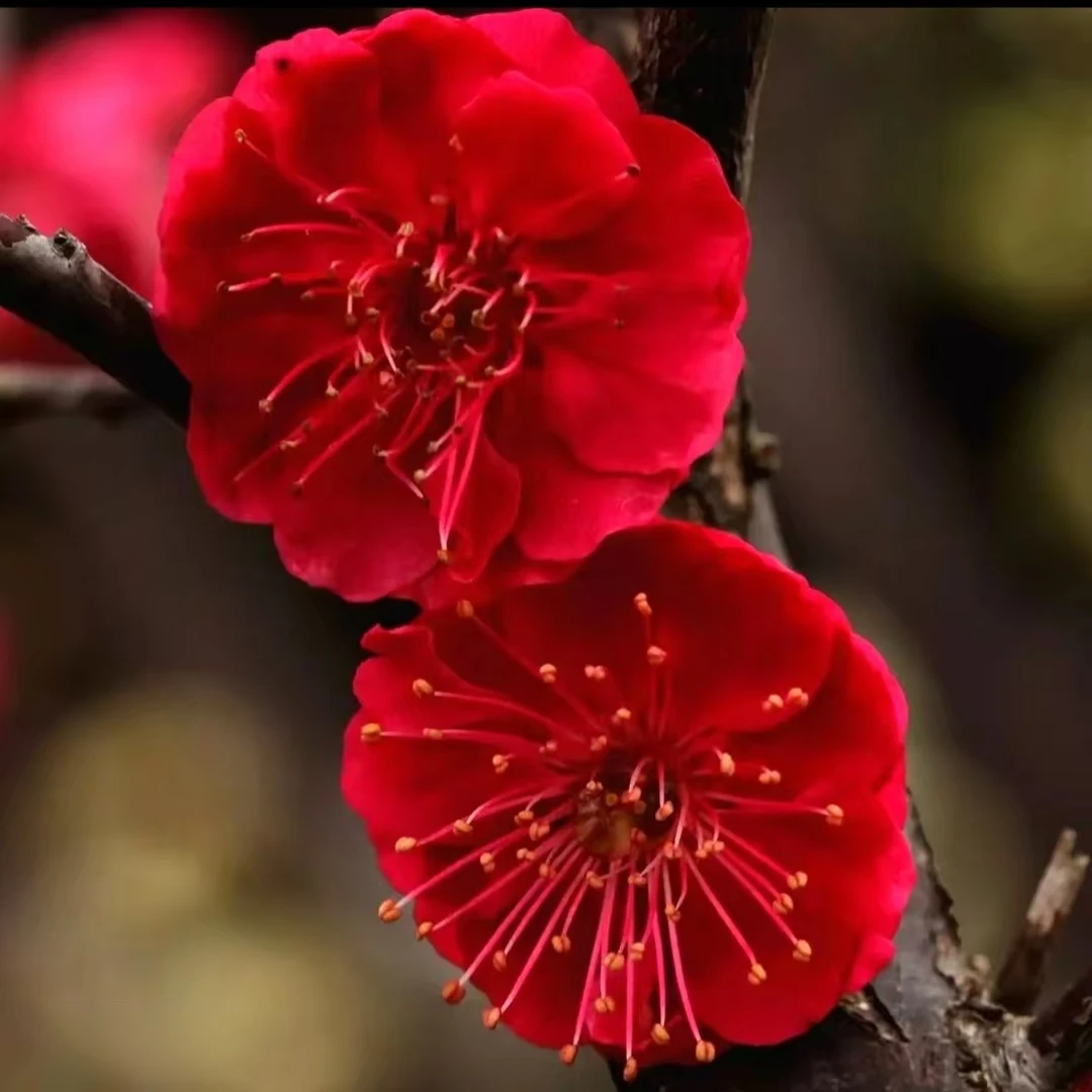 【乌梅】乌雨羽盆景老桩盆景阳台庭院植物四季种植植物浓香花卉耐寒