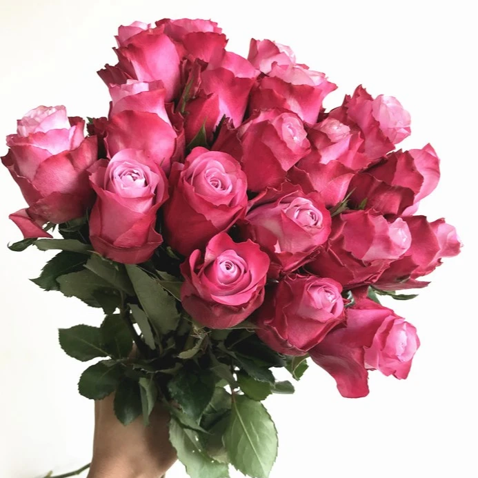 【卓昂玫瑰园】魅影月季 灌木大切花玫瑰 直立勤花 耐开抗病 多季