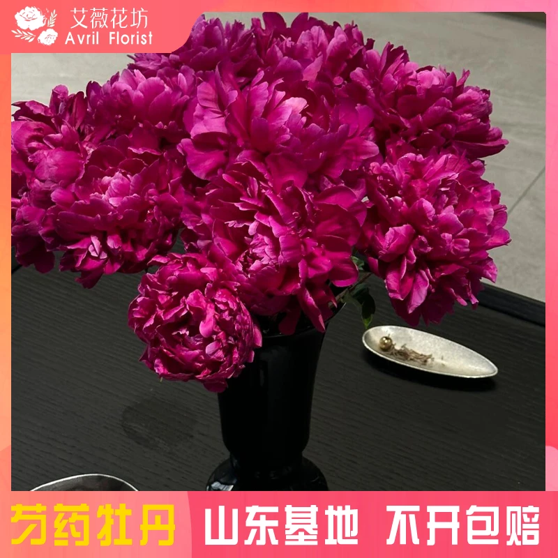 『现货-黑海波涛』芍药鲜花  芍药鲜切花 山东基地直发