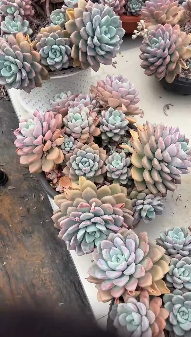 花斑鹿