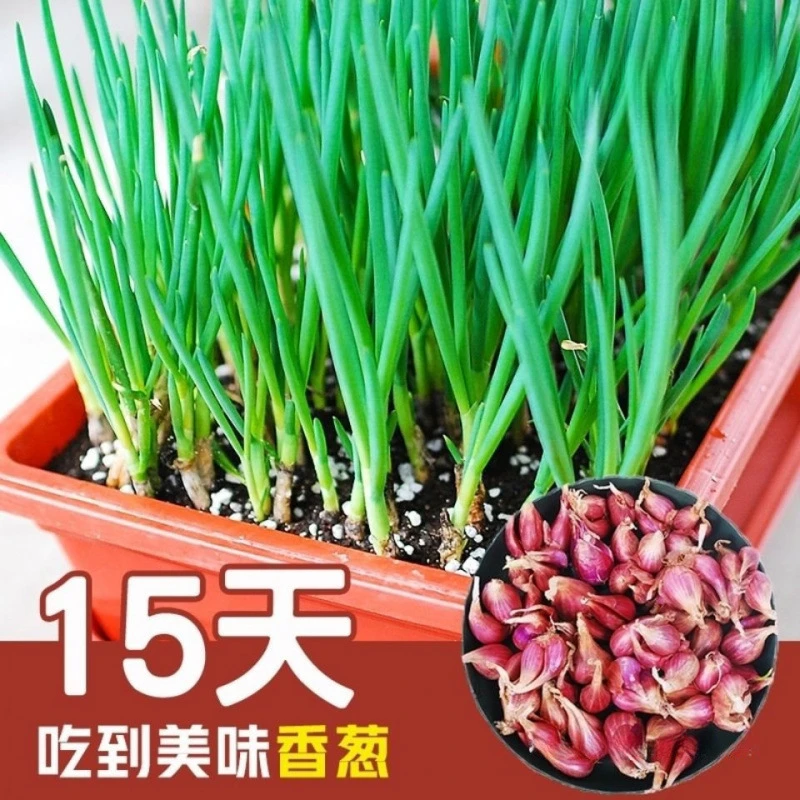 四季小香葱葱头多种葱头可选香味浓郁可盆栽种植