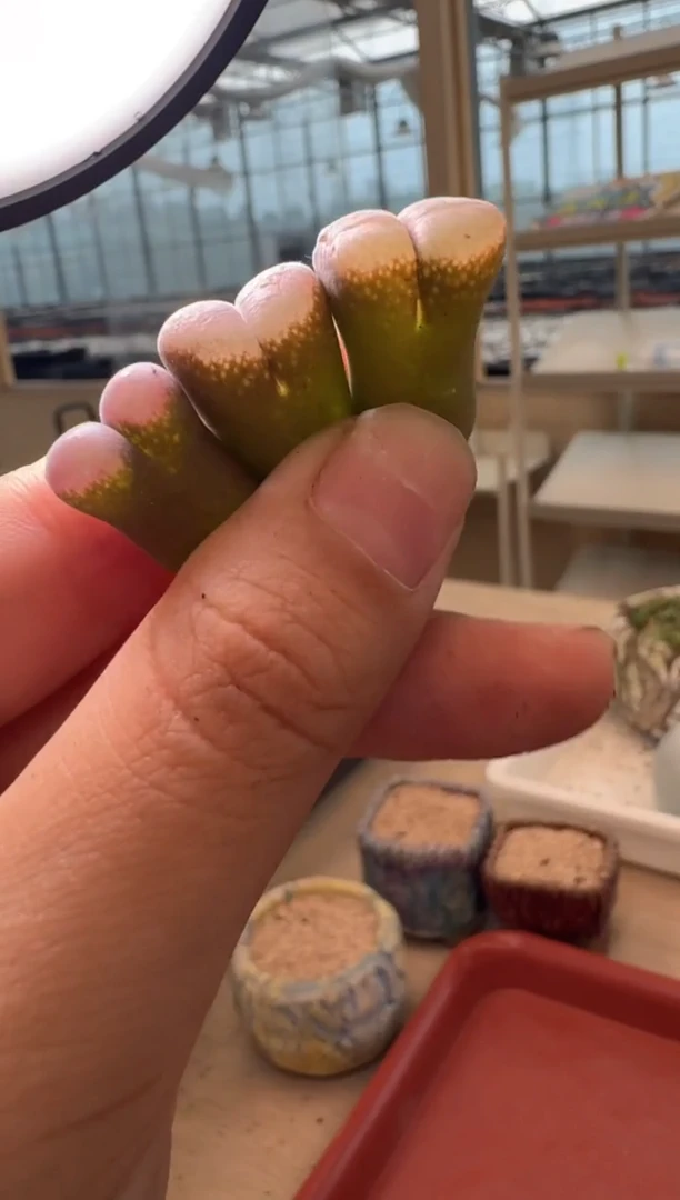 13-250多肉植物肉锥