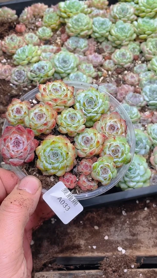 033紫罗兰    量拍