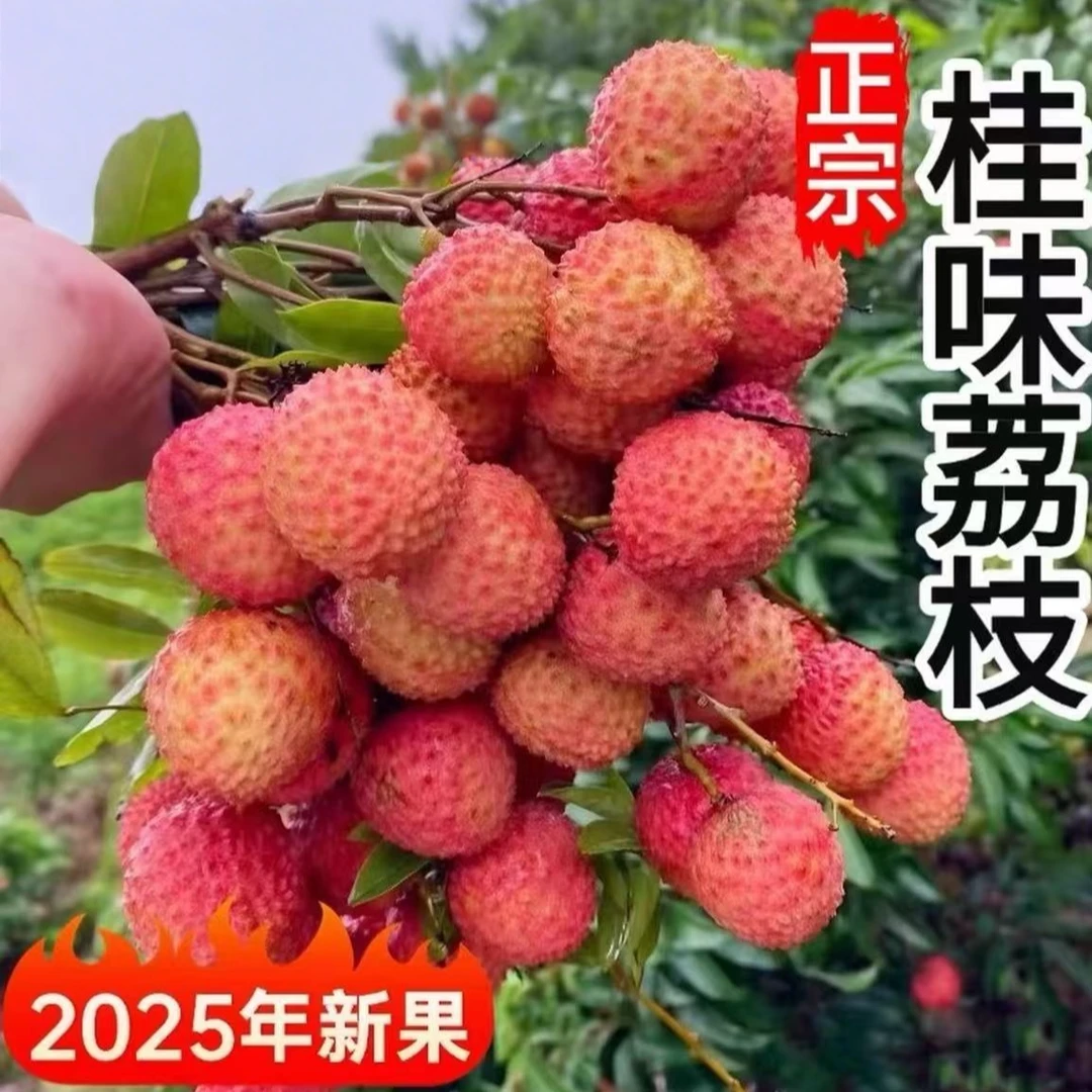 广东高州桂味荔枝新鲜现摘现发当季新鲜水果荔枝同城送广东