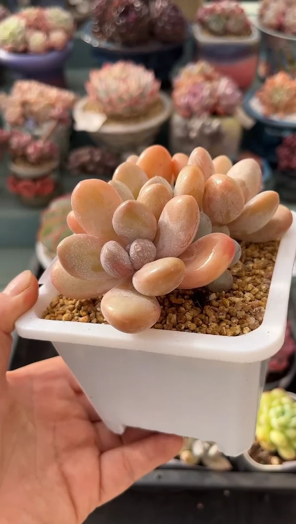 284群生芭比奶酪多肉