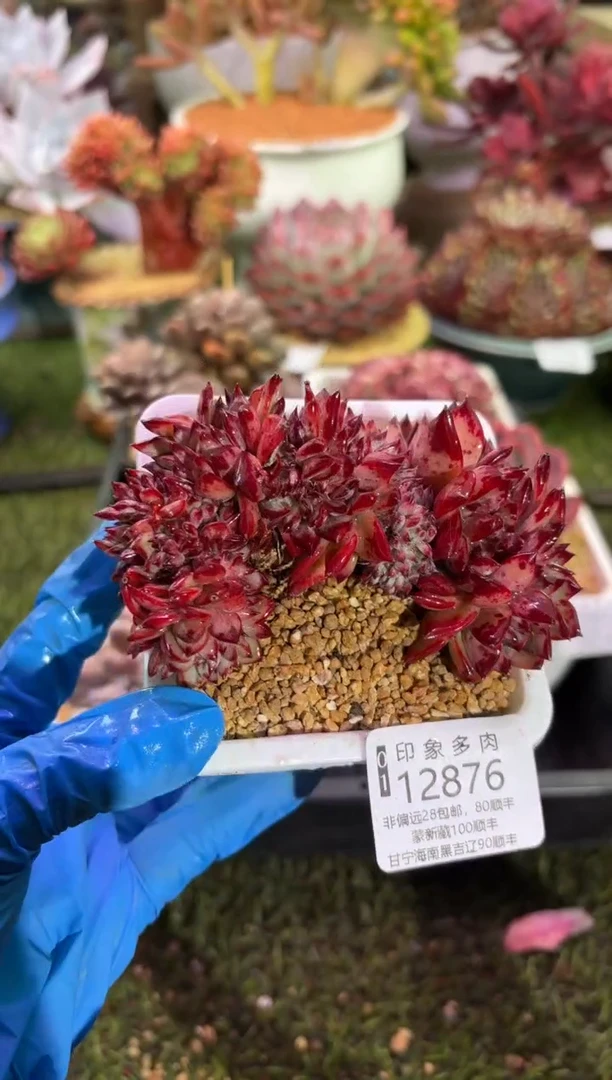 【闪购商品】12876