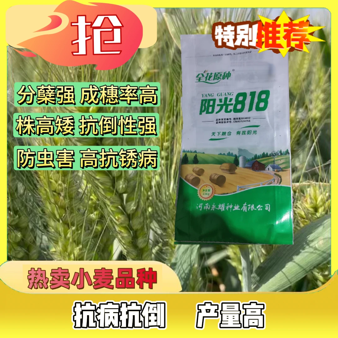 50袋装阳光818国审高产稳产小麦种抗倒伏抗倒春寒产量种植优质