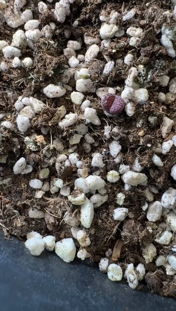 5-156多肉植物肉锥马克一颗