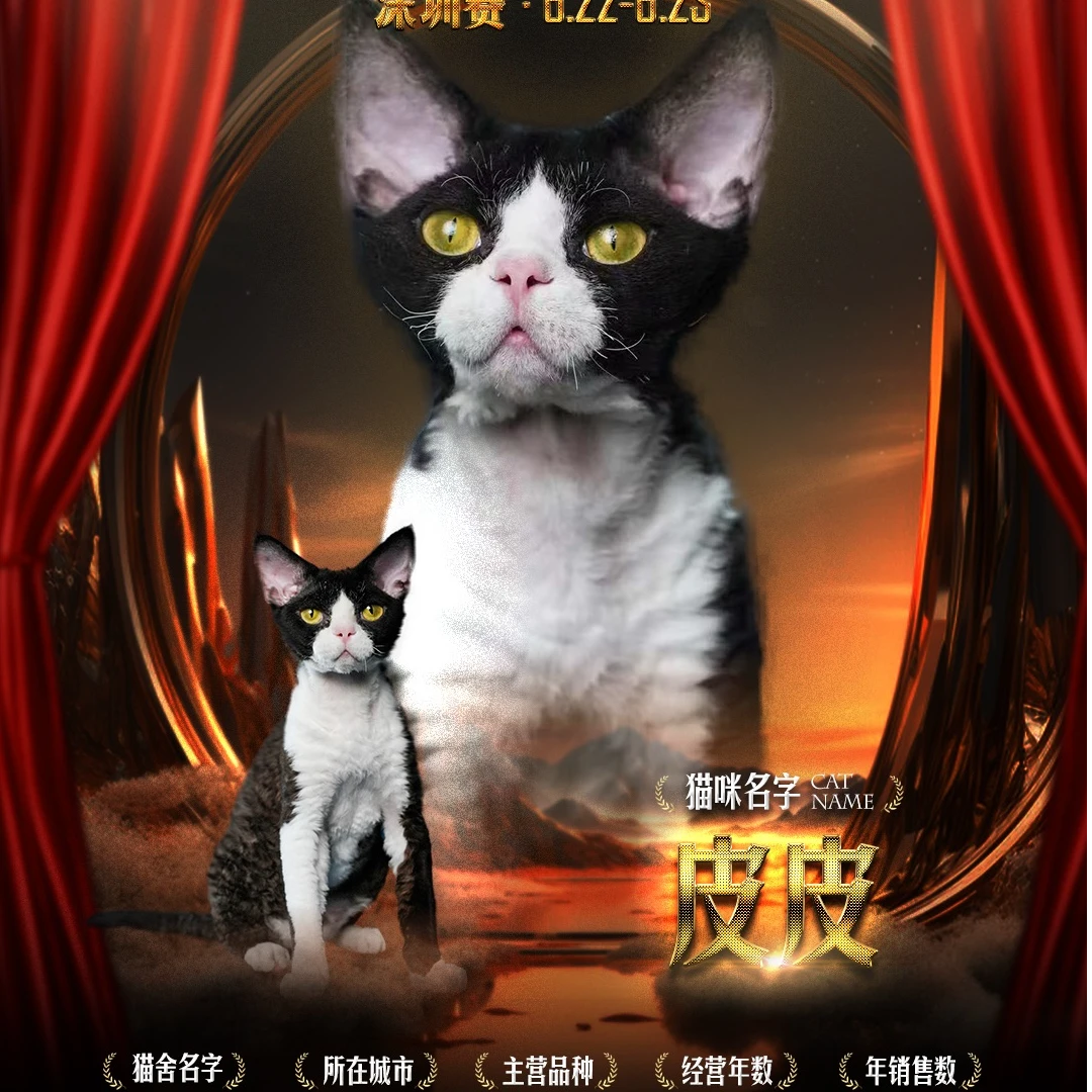 艾萌宠物德文卷毛猫黑白开脸种公（皮皮）定金全款30万