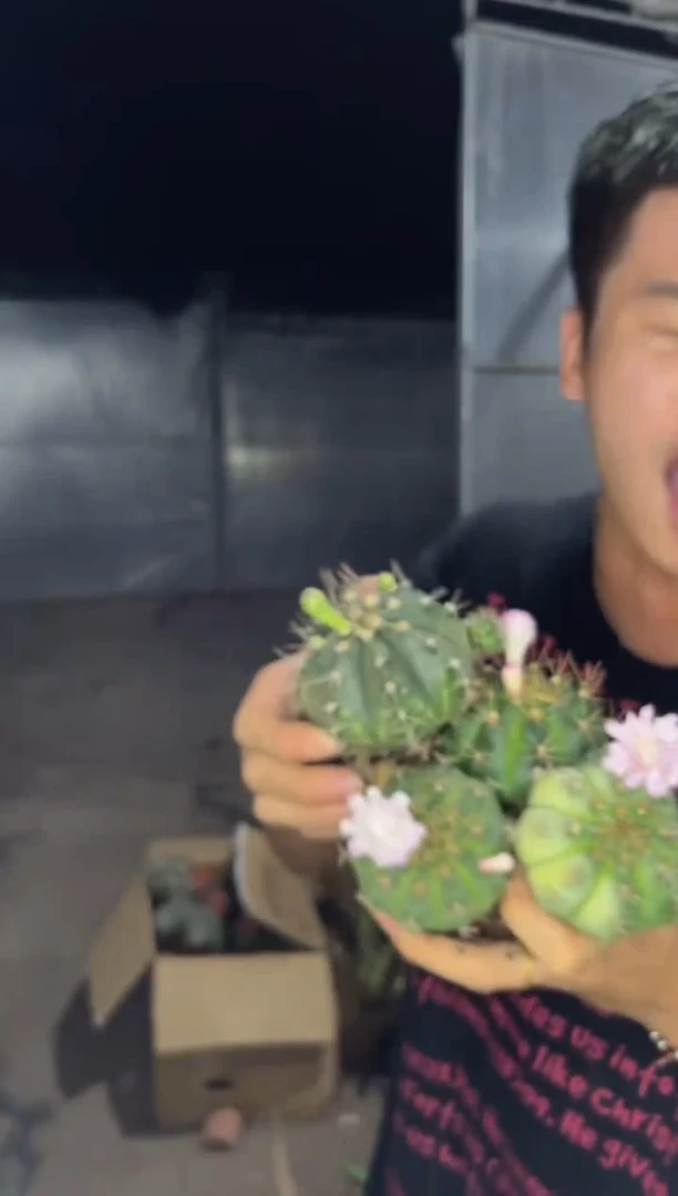 4颗 实生根 龟甲牡丹 4-6cm