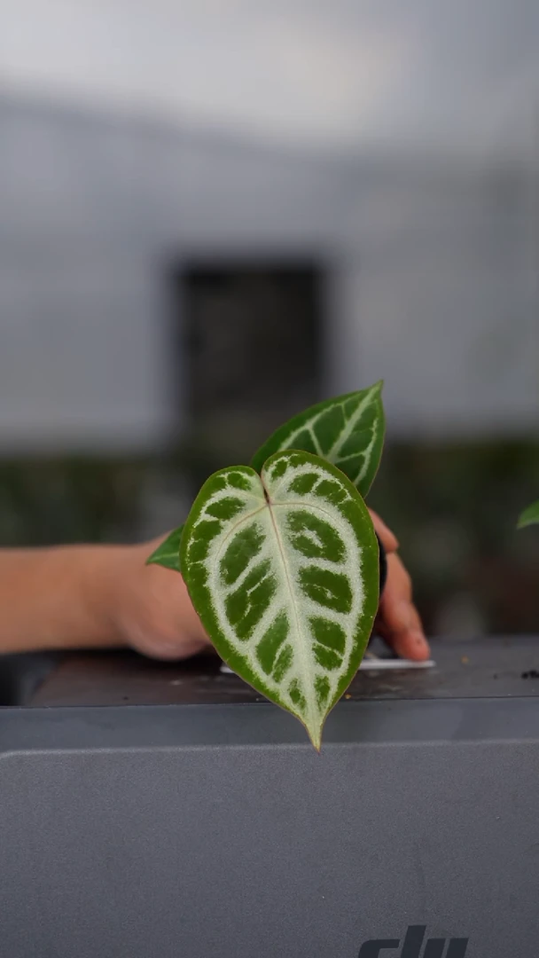 完全开放银王杂粉水晶刷子