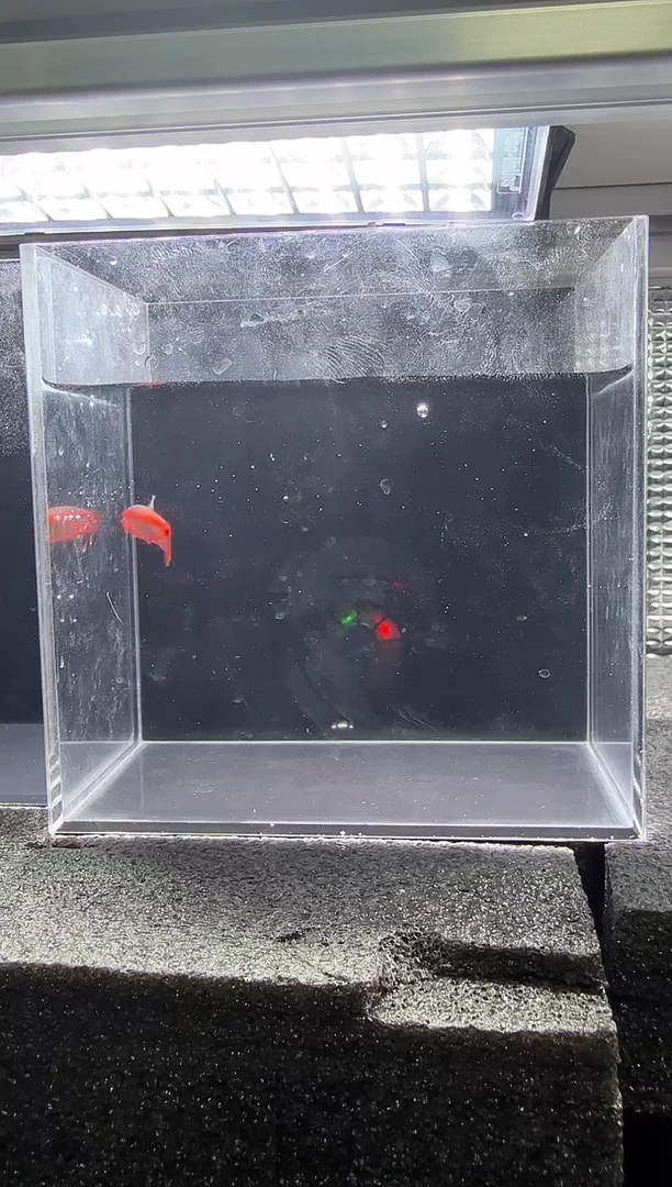 灯科鱼超白金红火蚁*4