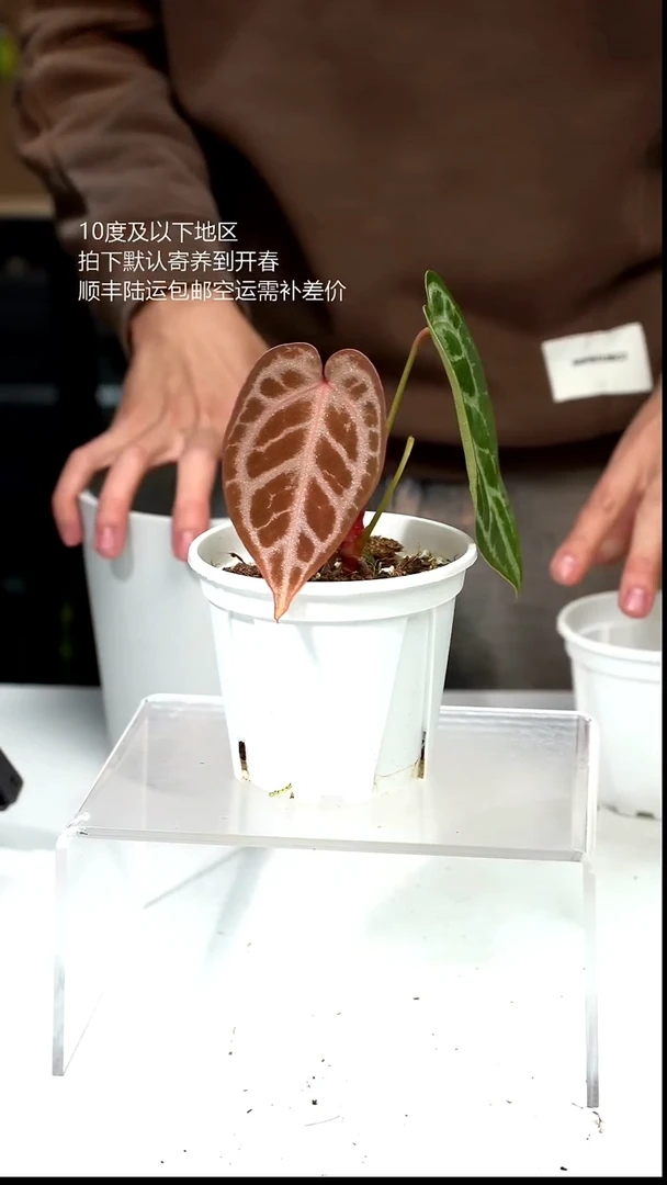 完全开放061-闪烁2.0