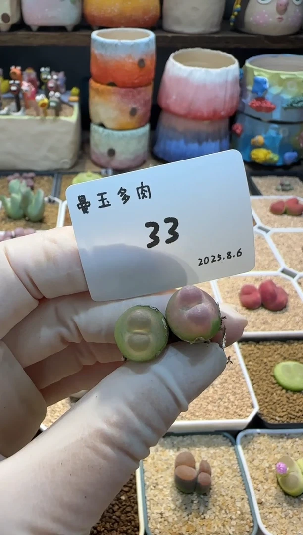 兜**?25.8.6-33兜有米