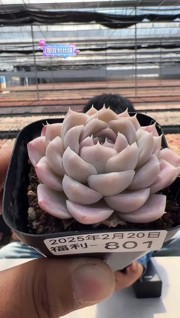 【闪购商品】福利多肉-801